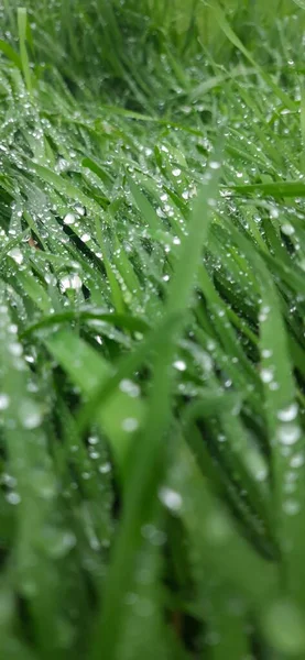 Waterdruppels Het Groene Gras — Stockfoto