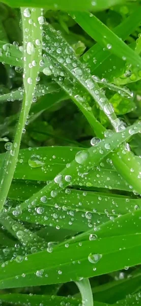 Зелена Трава Краплями Роси — стокове фото