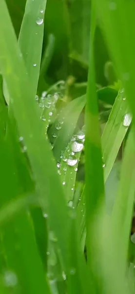 Grönt Gräs Med Daggdroppar — Stockfoto