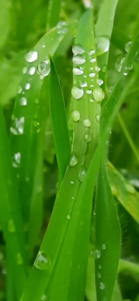 Dew Drops Grass — Stock Photo, Image