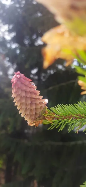 Close Pine Cone Tree — стоковое фото