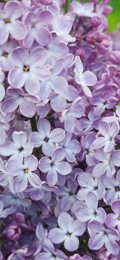 Yeşil arka planda leylak çiçekleri. Bahar çiçekleri makro. 