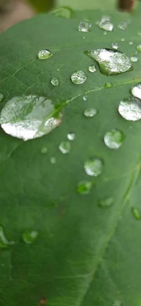 Падіння Води Зеленому Листі — стокове фото