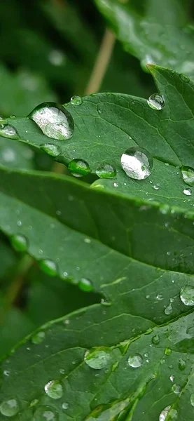 Zielone Liście Deszczu Florze Przyrodzie — Zdjęcie stockowe
