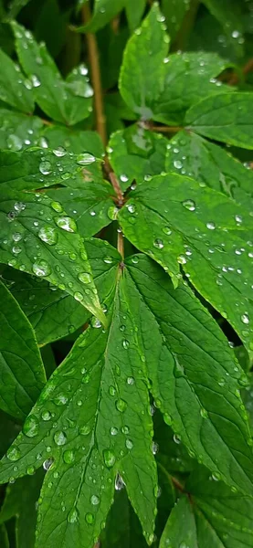 Groene Bladeren Regen Flora Natuur — Stockfoto