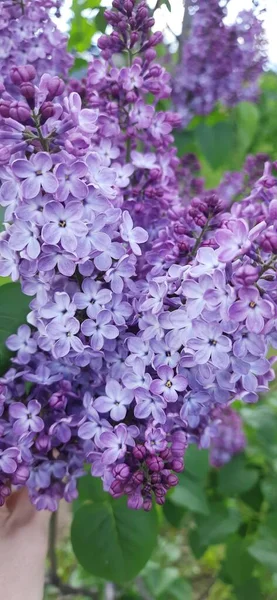 Beautiful Lilac Garden — Stock Photo, Image