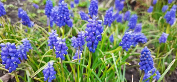 Blå Hyacint Marken — Stockfoto