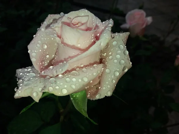 Rose Rose Après Pluie Gros Plan — Photo