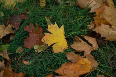 Çimlerin yeşil çimlerinde sonbahar sarı yaprakları. Autumn Park.
