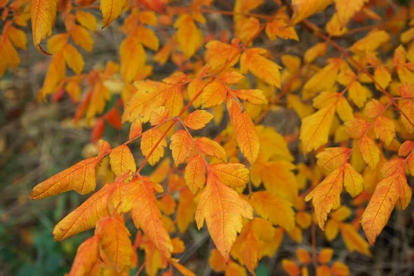 Herbstgelbe Blätter Den Bäumen Nahaufnahme — Stockfoto
