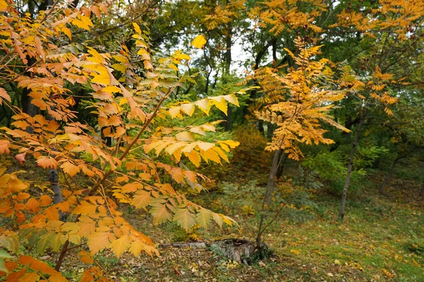 秋天的黄叶在树上 — 图库照片