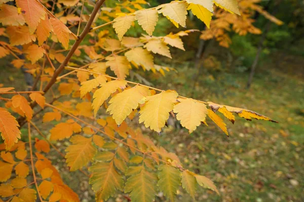 Autumn Yellow Leaves Trees Close — Stock Photo, Image