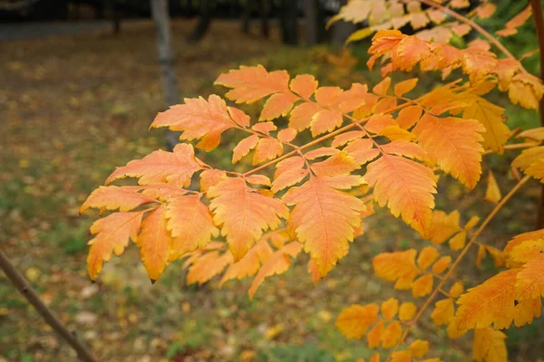 Ağaçlarda Sonbahar Sarısı Yapraklar Yakın Plan — Stok fotoğraf