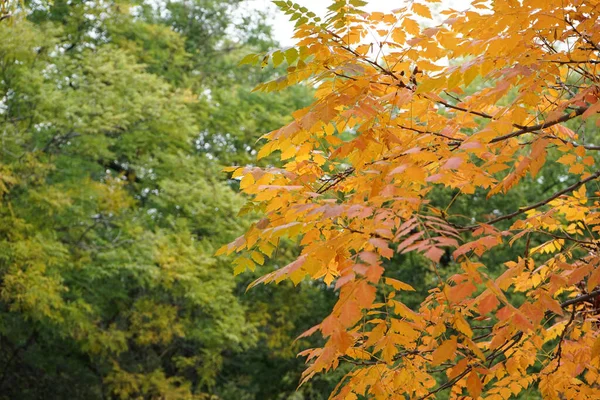 Podzimní Žluté Listy Stromech Detailní Záběr — Stock fotografie