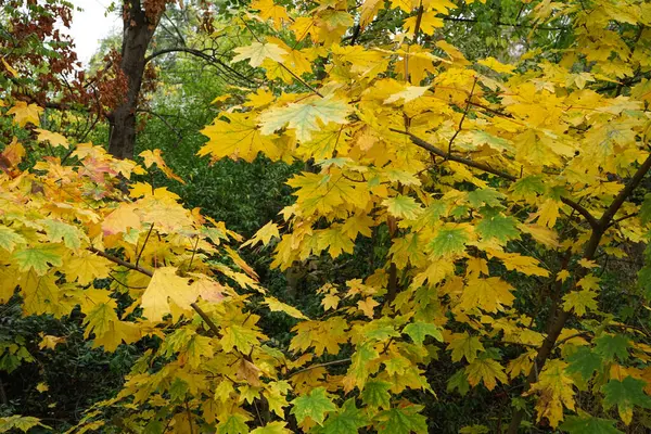 Herfst Gele Bladeren Aan Bomen Close — Stockfoto