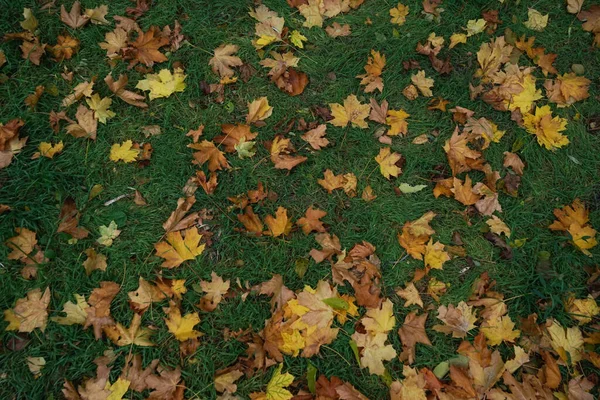 秋天的黄叶落在草坪的绿草上 秋景公园 — 图库照片