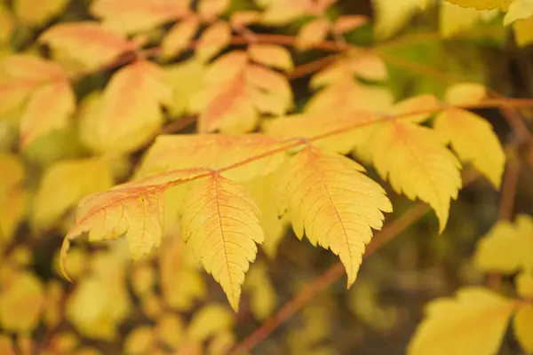 Herbstgelbe Blätter Den Bäumen Nahaufnahme — Stockfoto
