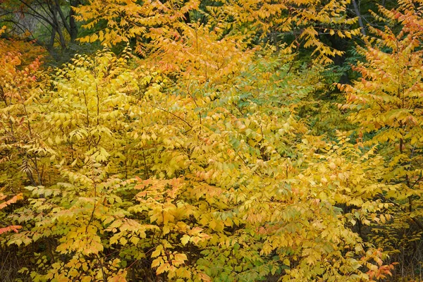 Autumn Park Feuilles Jaunes Automne Sur Les Arbres — Photo