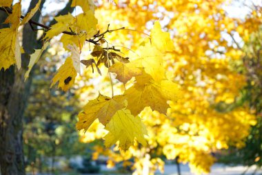 Sarı akçaağaç yaprakları sonbahar mevsiminde, arkadan sıcak güneş ışığı alır. Bulanık arka planda sonbahar parkı. Altın sonbahar akçaağaç yapraklarının manzarası.