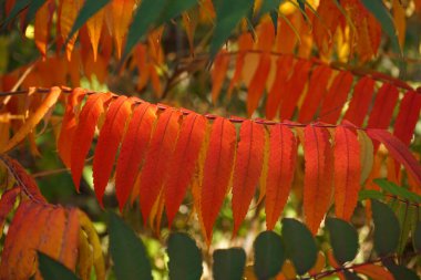 Rhus typhina, ya da sonbaharda staghorn sumac. Yakın plan..