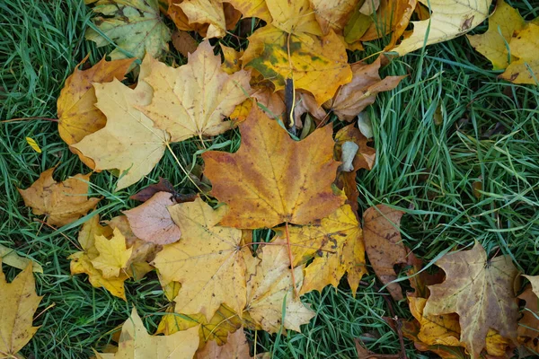 Multi Gekleurde Esdoorn Bladeren Liggen Het Gras Bovenaanzicht Herfst — Stockfoto