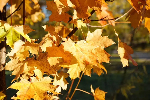 秋天的时候 枫叶是黄色的 后面有温暖的阳光 秋季公园在模糊的背景 金秋枫叶观景 — 图库照片