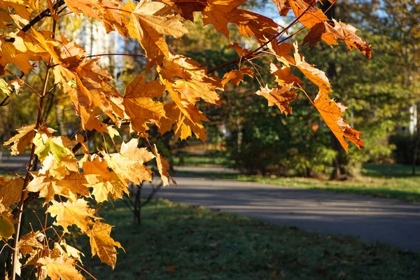 紅葉の季節には 背後から暖かい日差しが差し込みます 背景のぼやけた公園 黄金の紅葉ビュー — ストック写真