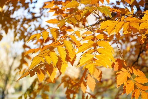 金秋的树叶在公园的树上 后续行动 — 图库照片