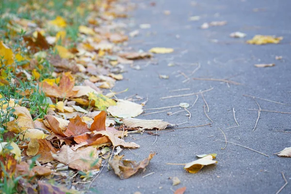 Multi Gekleurde Esdoorn Bladeren Liggen Het Gras Bovenaanzicht Herfst — Stockfoto