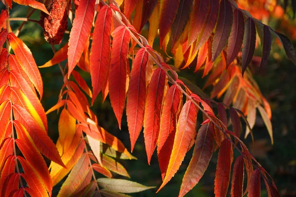 Rhus Typhina Staghorn Sumac Autumn Close — Stock Photo, Image