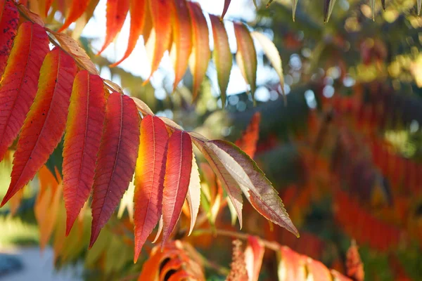 Rhus Typhina Nebo Staghorn Sumac Podzim Detailní Záběr — Stock fotografie
