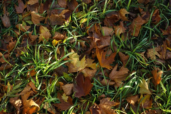 Multi Colored Maple Leaves Lie Grass Top View Autumn — Stock Photo, Image