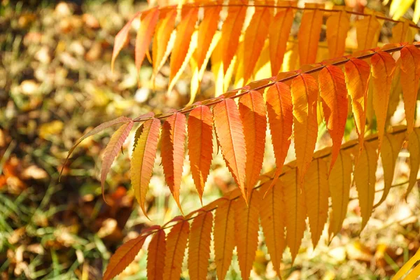 Rhus Typhina Oder Stauhornsumach Herbst Nahaufnahme — Stockfoto