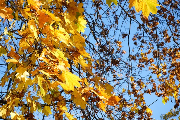 Golden Autumn Maple Leaves View Close — Stock Photo, Image