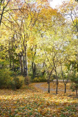 Sonbahar parkı, düşmüş sarı yapraklar. Dikey