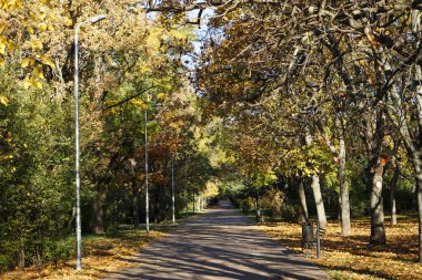 Doğayı değiştirme sahnesi. Parktaki sonbahar sokağı, sabah ışığı..