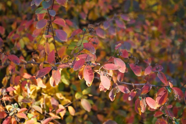 Gelbe Blätter Auf Einem Ast Herbstpark Nahaufnahme — Stockfoto