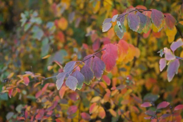 Жовте Листя Гілці Осінньому Парку Крупним Планом — стокове фото