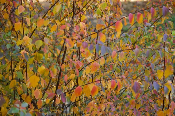 Жовте Листя Гілці Осінньому Парку Крупним Планом — стокове фото