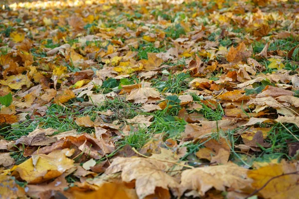 Multi Gekleurde Esdoorn Bladeren Liggen Het Gras Bovenaanzicht Scène Van — Stockfoto