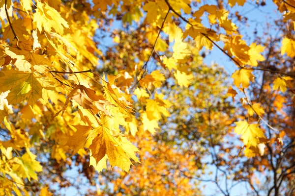 Golden Autumn Maple Leaves View Close — Stock fotografie