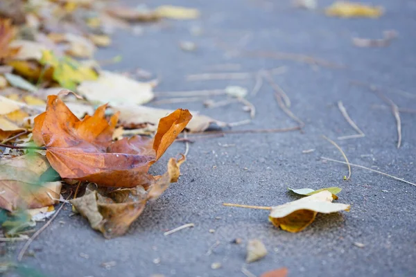 Золотой Осенний Кленовый Лист Крупный План — стоковое фото
