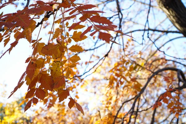 Žluté Listy Větvi Podzimního Parku Detailní Záběr — Stock fotografie
