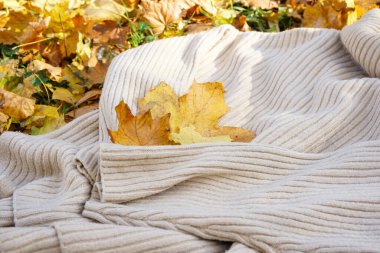 Parkta sonbahar yaprakları üzerinde rahat bir kazak. Üst görünüm.