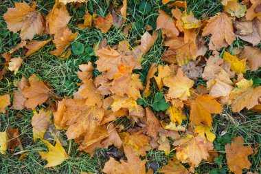 Güzel bir sonbahar parkında çimlerin üzerinde sarı sonbahar yaprakları, üst manzara. Yeşil çimlerin üzerinde düşen altın sonbahar yaprakları. Peyzaj arkaplanı.