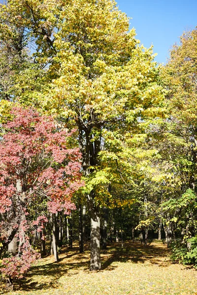 Herfstbomen Het Park Ochtend Omgevallen Bladeren — Stockfoto