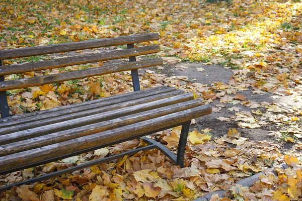 Benches Autumn Park Fallen Leaves — Stock Photo, Image