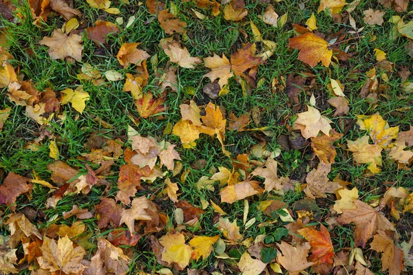Sárga Őszi Levelek Füvön Gyönyörű Őszi Parkban Felülnézetből Lehullott Arany — Stock Fotó