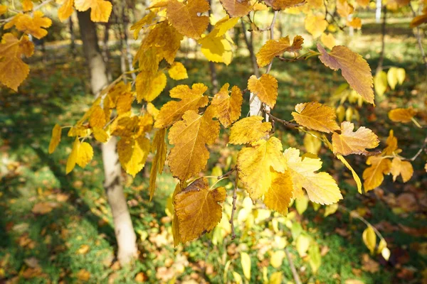 Žluté Listy Větvi Podzimního Parku Detailní Záběr — Stock fotografie