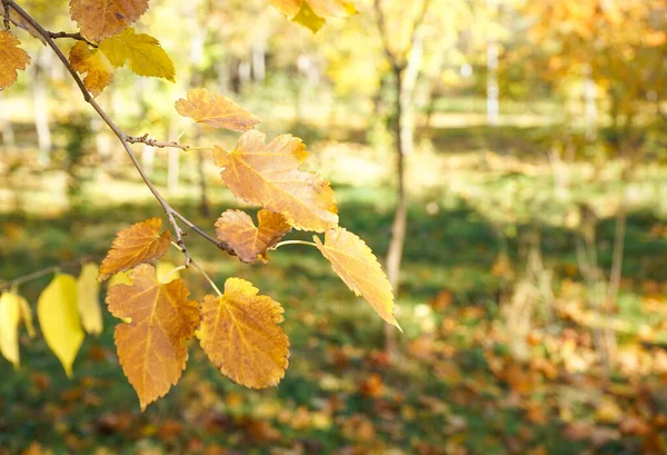 秋天公园的树枝上挂着黄叶 后续行动 — 图库照片